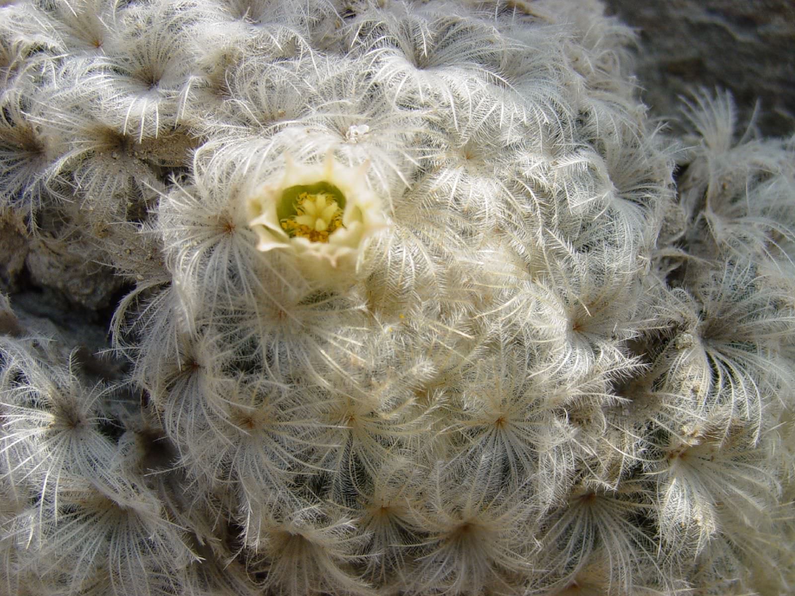 Mammillaria plumosa